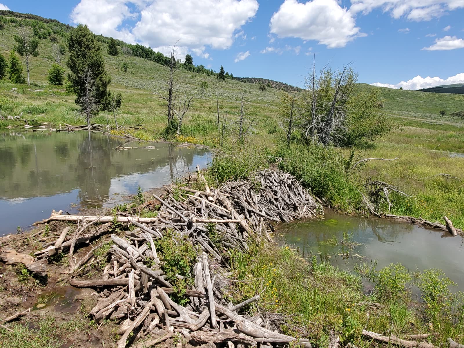 Beaver dam holding back a pond on a creek in an open sagebrush valley