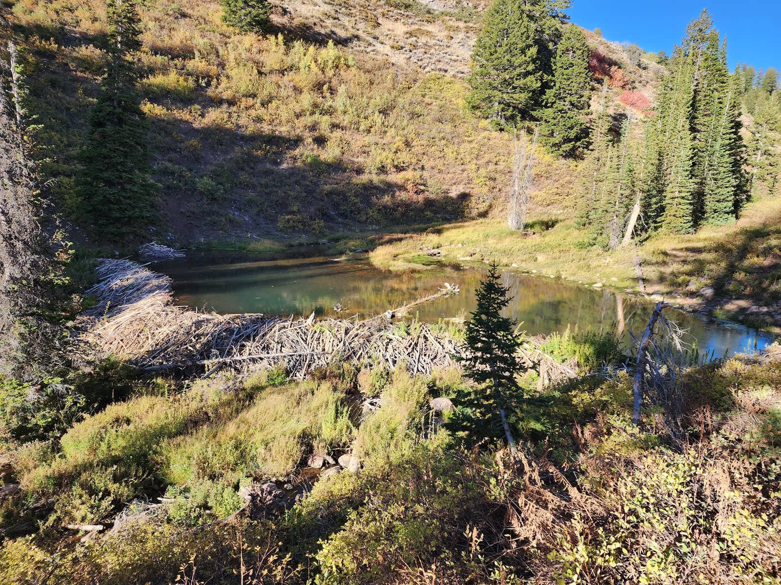Beaver dam and pond among conifers on a mountain slope in autumn