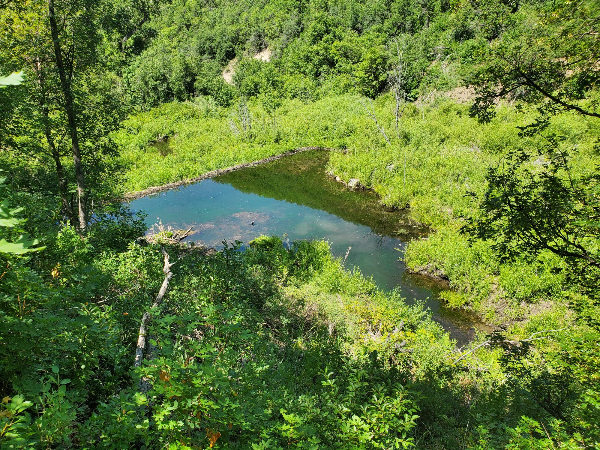 Beaver pond and dam seen from above, surrounded by lush green summer growth
