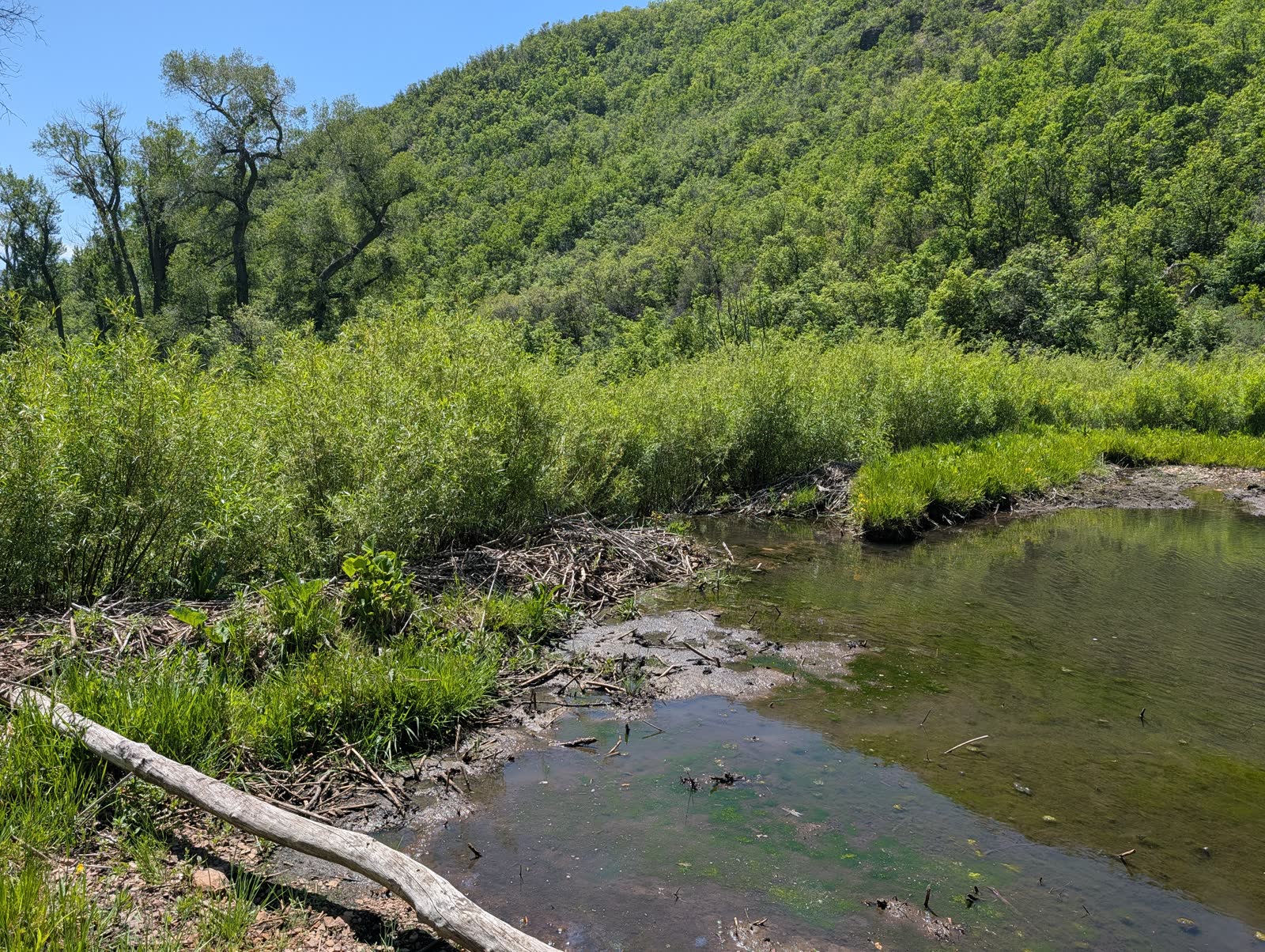 Beaver pond edged by dense green willows in early summer