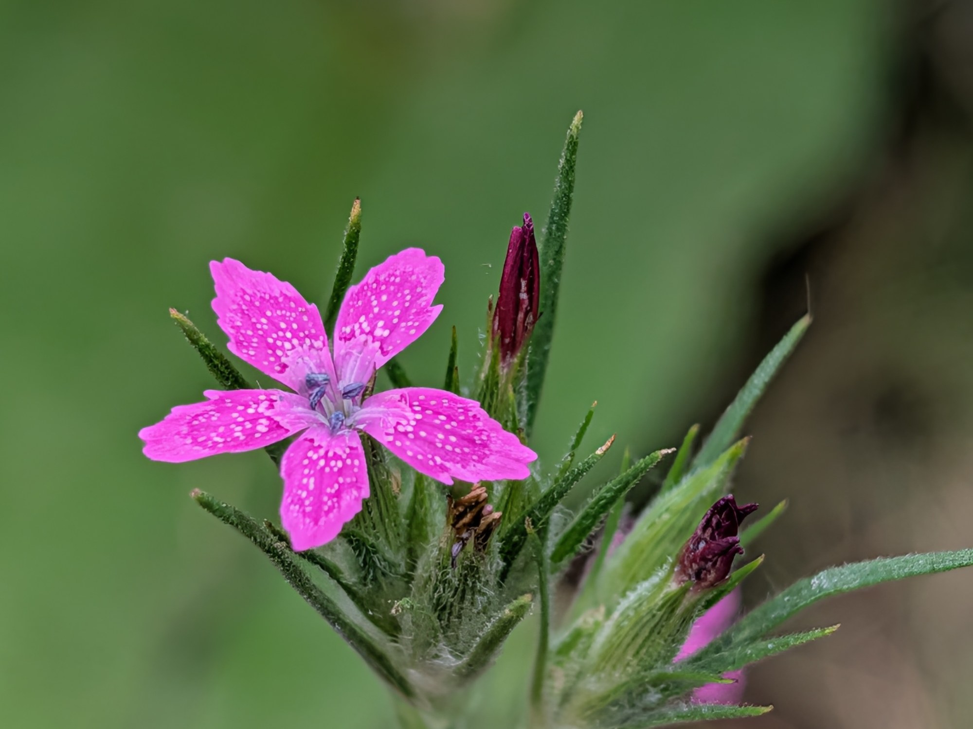 A wildflower blooming on protected land
