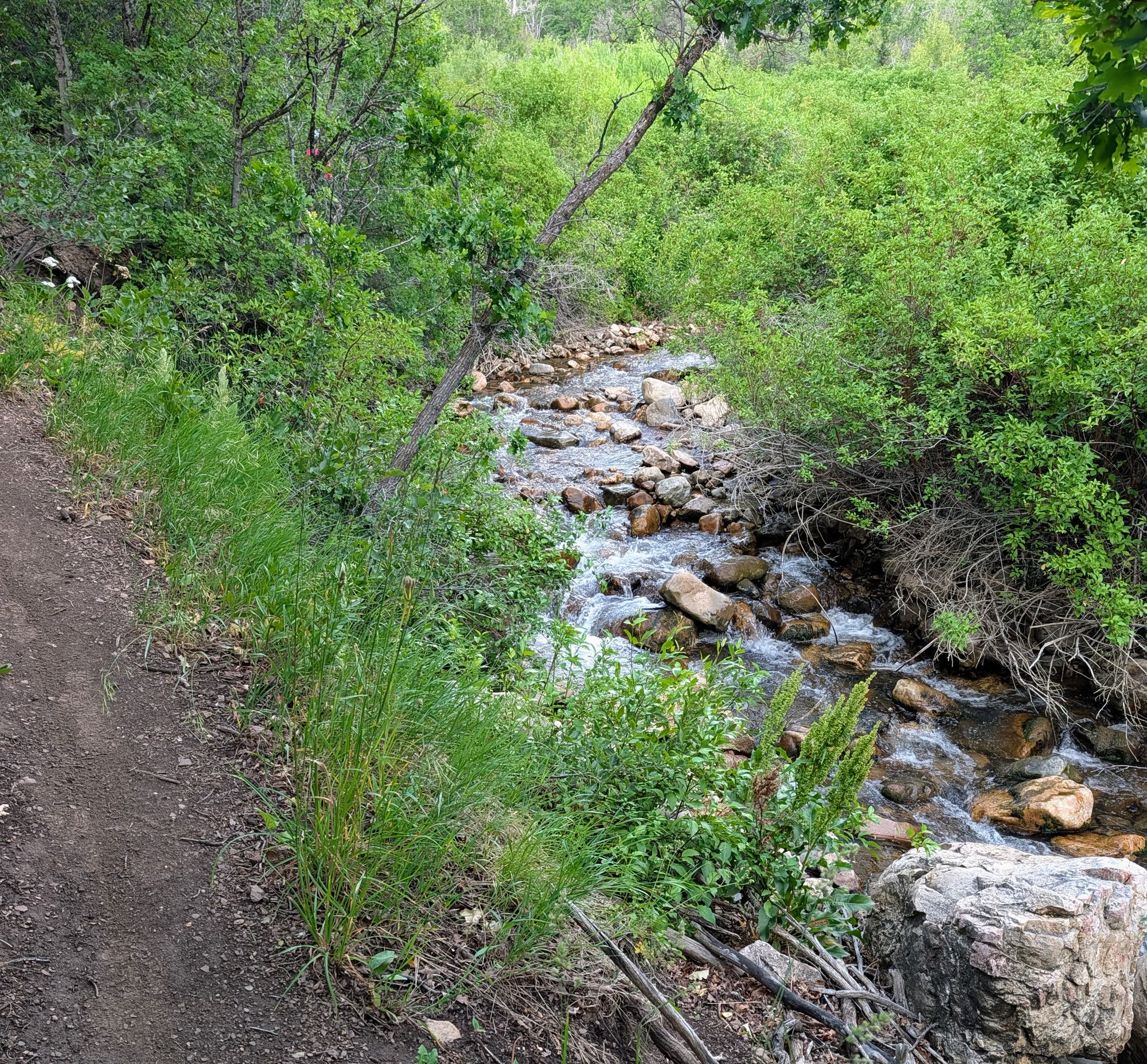Rocky mountain creek tumbling beside a dirt trail through dense green brush
