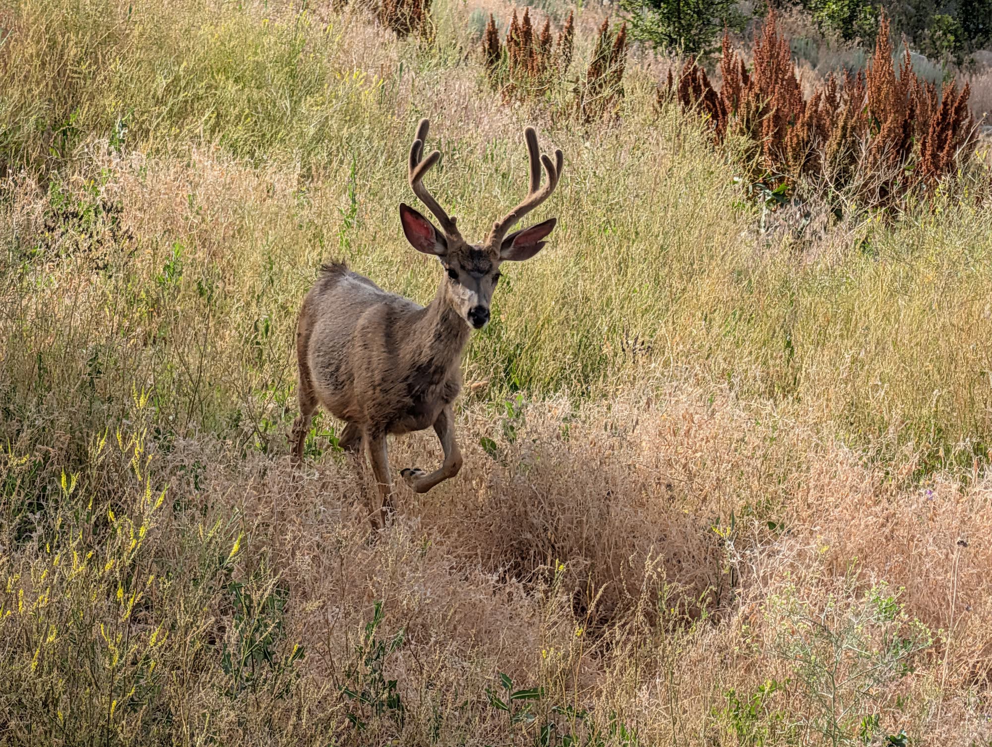 Mule deer buck in velvet antlers bounding through tall golden grass on the preserve